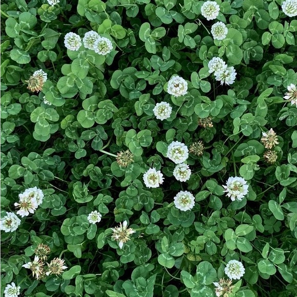 Happy Poshing! - Picture 7 of 16